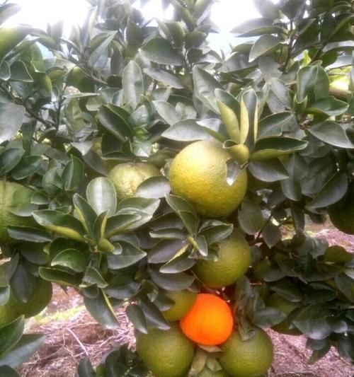 紅心柚含糖量高嗎？如何選擇低糖水果？