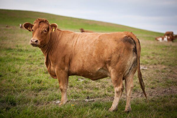 牛病毒性腹泻的症状和治疗方法