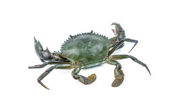 螃蟹不洗吃了没事吧