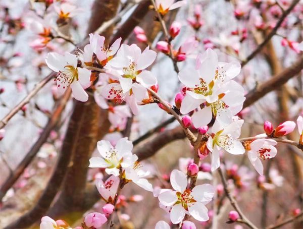 吃春菜、立蛋……關(guān)于春分的知識(shí)你知道多少？