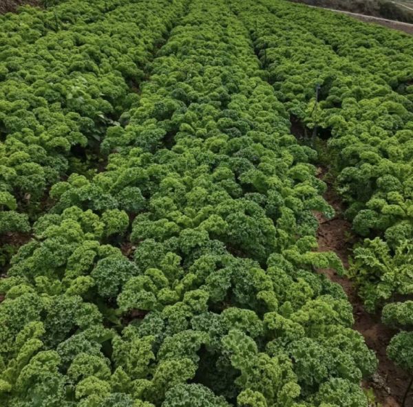 羽衣甘蓝种植场景