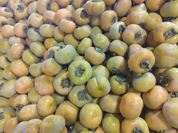 脆柿与其他水果对比陈列