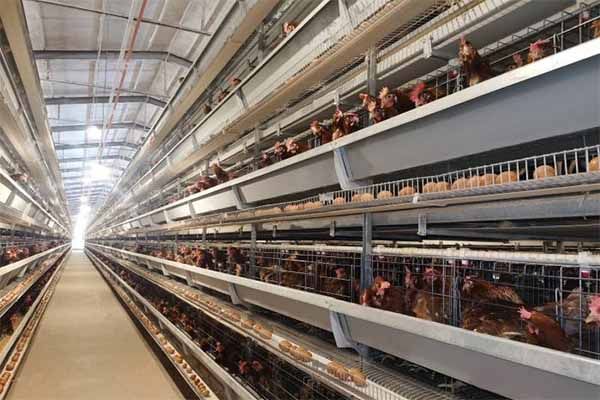 郑州立威机械有限公司H型层叠式自动蛋鸡笼结构展示