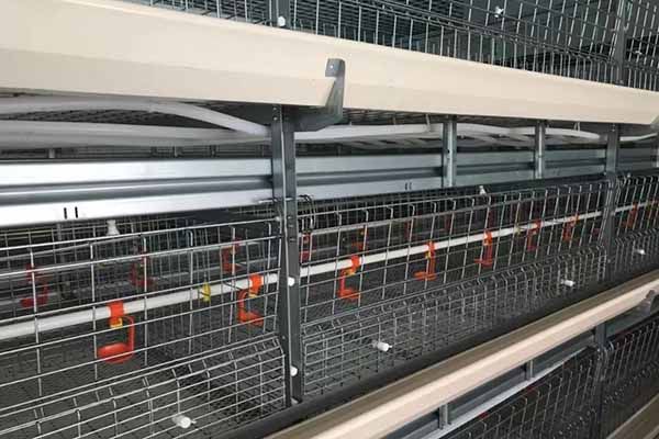 高效通风与温控系统保障蛋鸡健康养殖环境