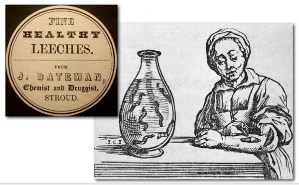 Old-time illustration featuring "healthy leeches"