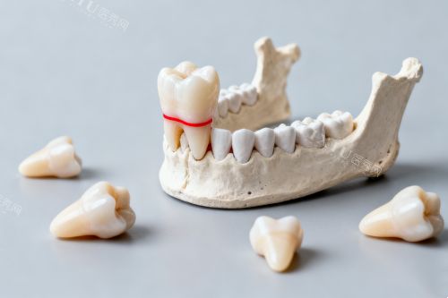 牙齿模型图片一览