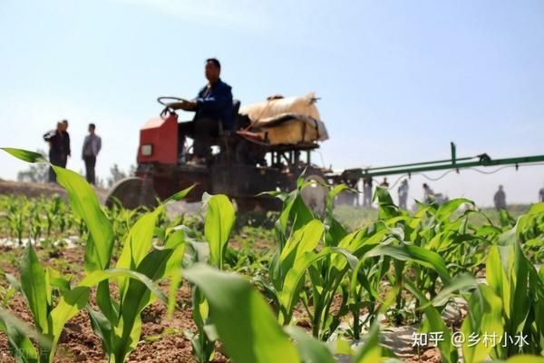 夏枯草的功效及其健康益處