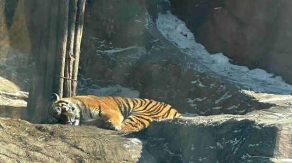 哈爾濱300多只東北虎輪流“輕斷食”