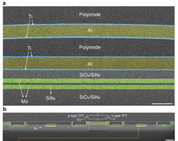 （來源：https://www.nature.com/articles/s41586-025-09931-x）