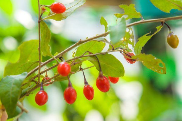 胃癌患者能吃紅果嗎