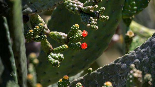 哺乳期媽媽飲食禁忌有哪些