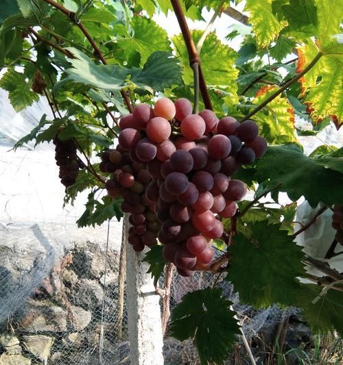 玫瑰香葡萄有籽嗎？如何挑選無籽品種？