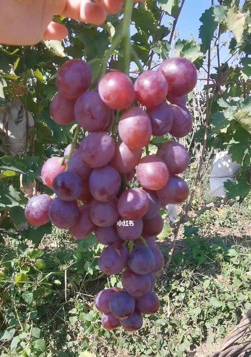 玫瑰香葡萄有籽嗎？如何挑選無籽品種？