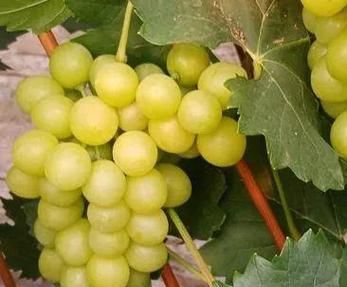 玫瑰香葡萄有籽嗎？如何挑選無籽品種？