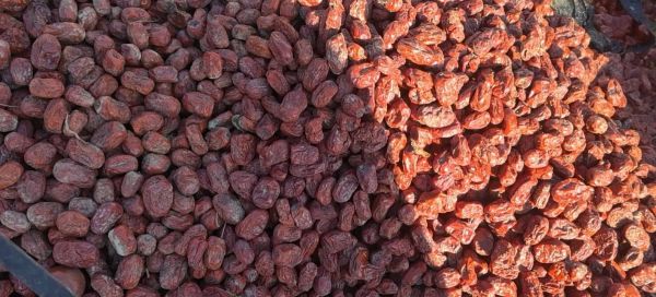 營(yíng)養(yǎng)師手寫配比卡片特寫：硬質(zhì)卡紙上手寫“紅棗豆?jié){標(biāo)準(zhǔn)配方”，左側(cè)貼真品寧夏中寧圓棗切片與東北黃豆實(shí)物，右側(cè)標(biāo)注“干棗15g（去核）｜干豆40g｜水800ml｜煮沸后濾渣｜不加糖”