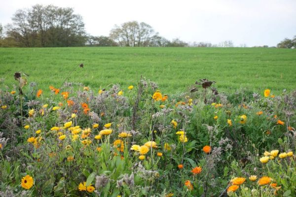 田野前的一片野花