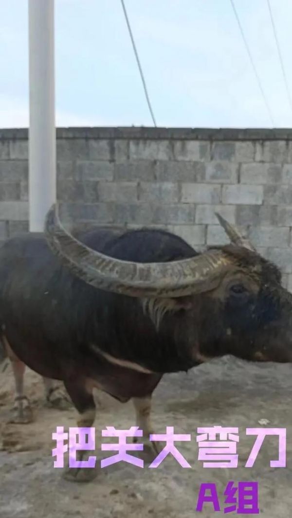 二人健身球斗牛比賽視頻：觀賞指南與技巧解析