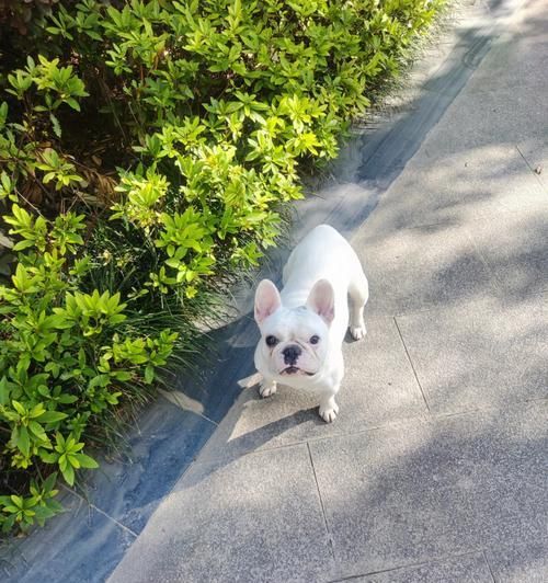 二人健身球斗牛比賽視頻：觀賞指南與技巧解析