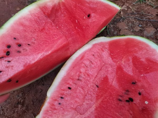 黑美人西瓜切面特寫(xiě)，清晰展示深紅瓜瓤中均勻分布的數(shù)十粒白色半透明癟籽，籽粒長(zhǎng)約3–4mm，呈卵圓形，部分籽尖微泛淺褐色，背景為帶霜粉的墨綠瓜皮