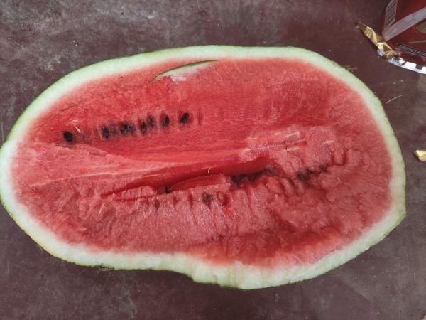 黑美人西瓜籽營(yíng)養(yǎng)對(duì)比圖：左側(cè)為整粒白色癟籽（3倍放大），右側(cè)為經(jīng)冷打破壁后的籽仁微粒顯微照片，箭頭標(biāo)注富含油脂的子葉細(xì)胞與深色多酚結(jié)晶點(diǎn)