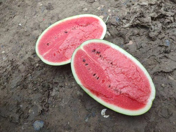 實(shí)驗(yàn)室場(chǎng)景：白大褂研究人員手持離心管，管內(nèi)為黑美人西瓜全果勻漿液（紅色瓜瓤與白色籽粒充分混合），桌面擺放HPLC檢測(cè)儀與標(biāo)注“籽仁營(yíng)養(yǎng)組分”的數(shù)據(jù)圖表