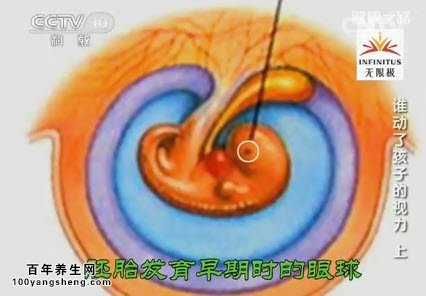 胚胎早期時(shí)發(fā)育的眼球