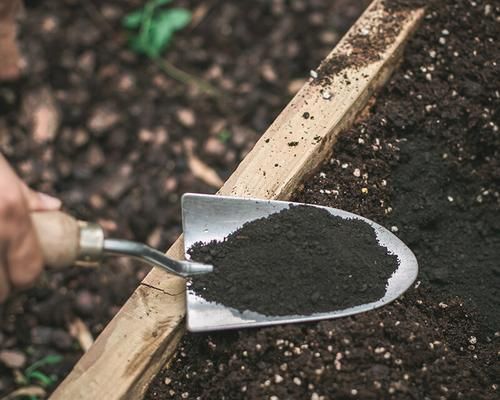 牛粪适合种什么菜？如何利用牛粪提高蔬菜产量？