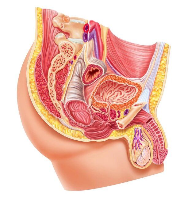 睾丸增大的方法有哪些