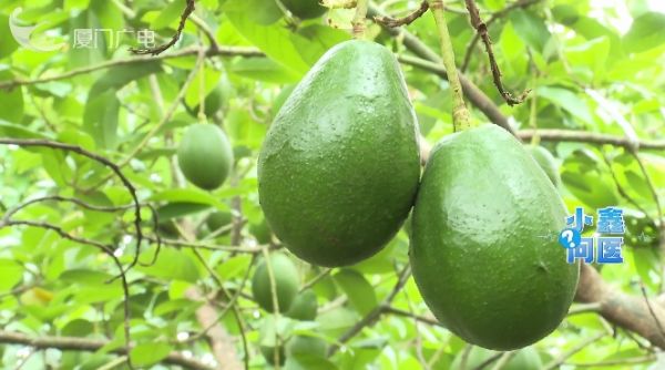 水果代餐减肥？当心“健康陷阱”！这5个错误做法要避免