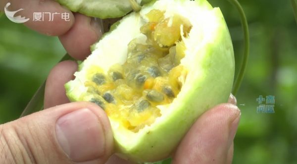 水果代餐减肥？当心“健康陷阱”！这5个错误做法要避免