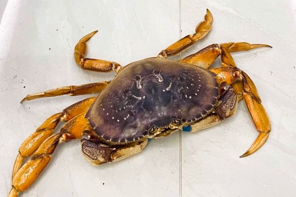 吃螃蟹的禁忌是什么水果