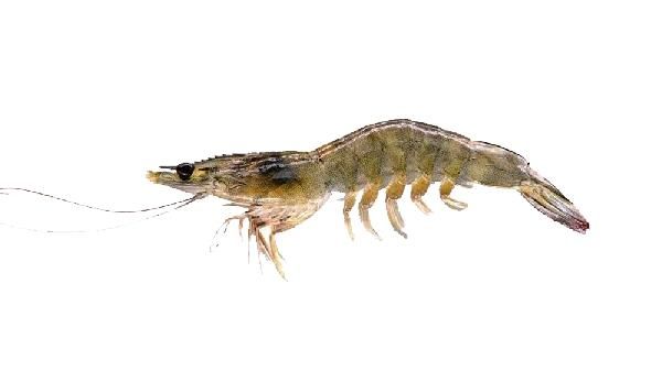 蝦和蟹能一起吃嗎?