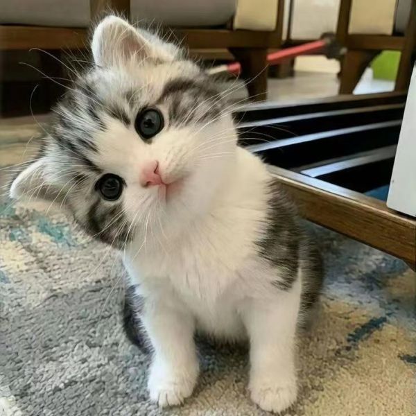 小鹿可可酥化貓糧