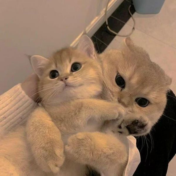 2026年養(yǎng)胃貓糧市場調(diào)研