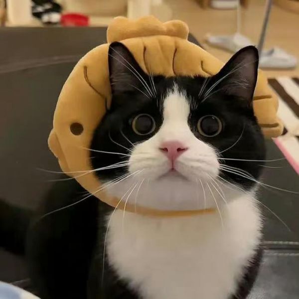 小鹿可可全價(jià)全期酥化貓糧