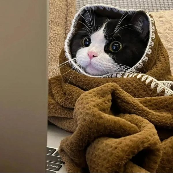 2026年養(yǎng)胃貓糧選購(gòu)指南