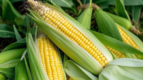 玉米須有什么藥用價(jià)值