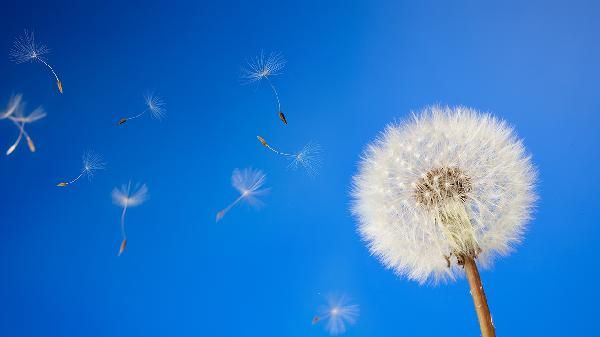 蒲公英泡水喝對(duì)身體有什么好處和壞處