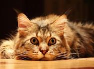 猫咪突然喝很多水是什么原因？