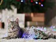 冬天如何让猫咪尽情喝水