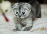 北方家庭冬天如何照顾猫咪