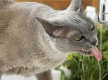 如何判断猫咪饮水量以及怎样让猫咪多喝水