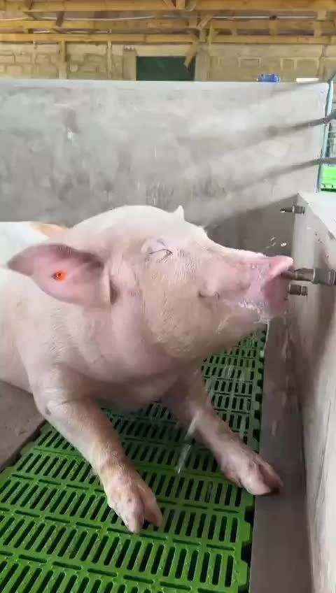怀孕母猪日饮水量达20升，充足水分保障健康