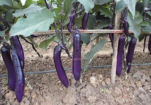 茄子如何食用更健康