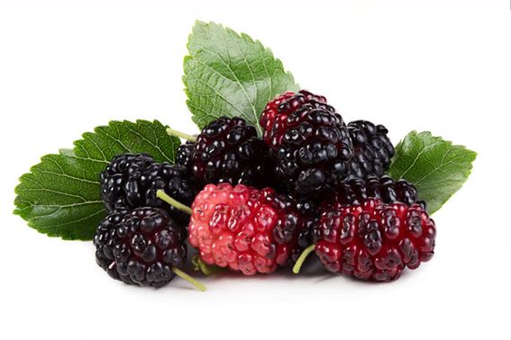 桑葚酵素的功效與作用