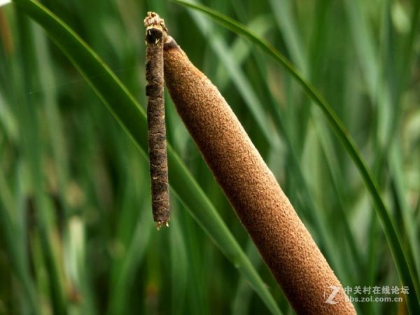 植物奇觀：“熄滅的香燭”