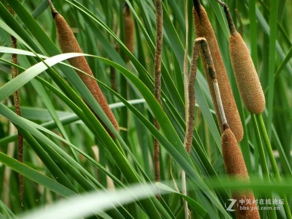 植物奇觀：“熄滅的香燭”