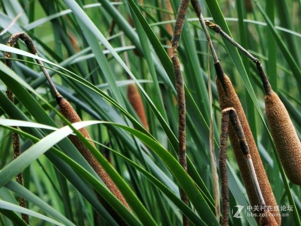 植物奇觀：“熄滅的香燭”