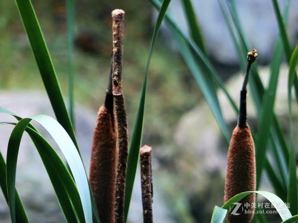 植物奇觀：“熄滅的香燭”