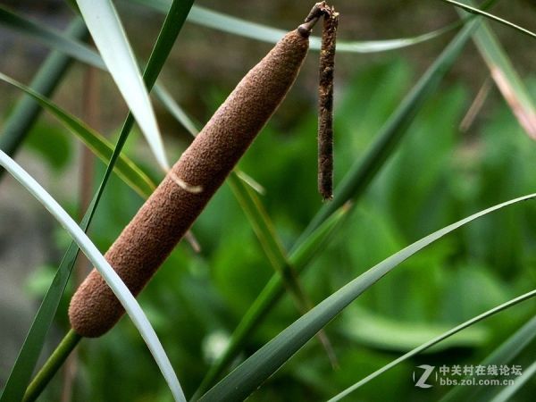 植物奇觀：“熄滅的香燭”